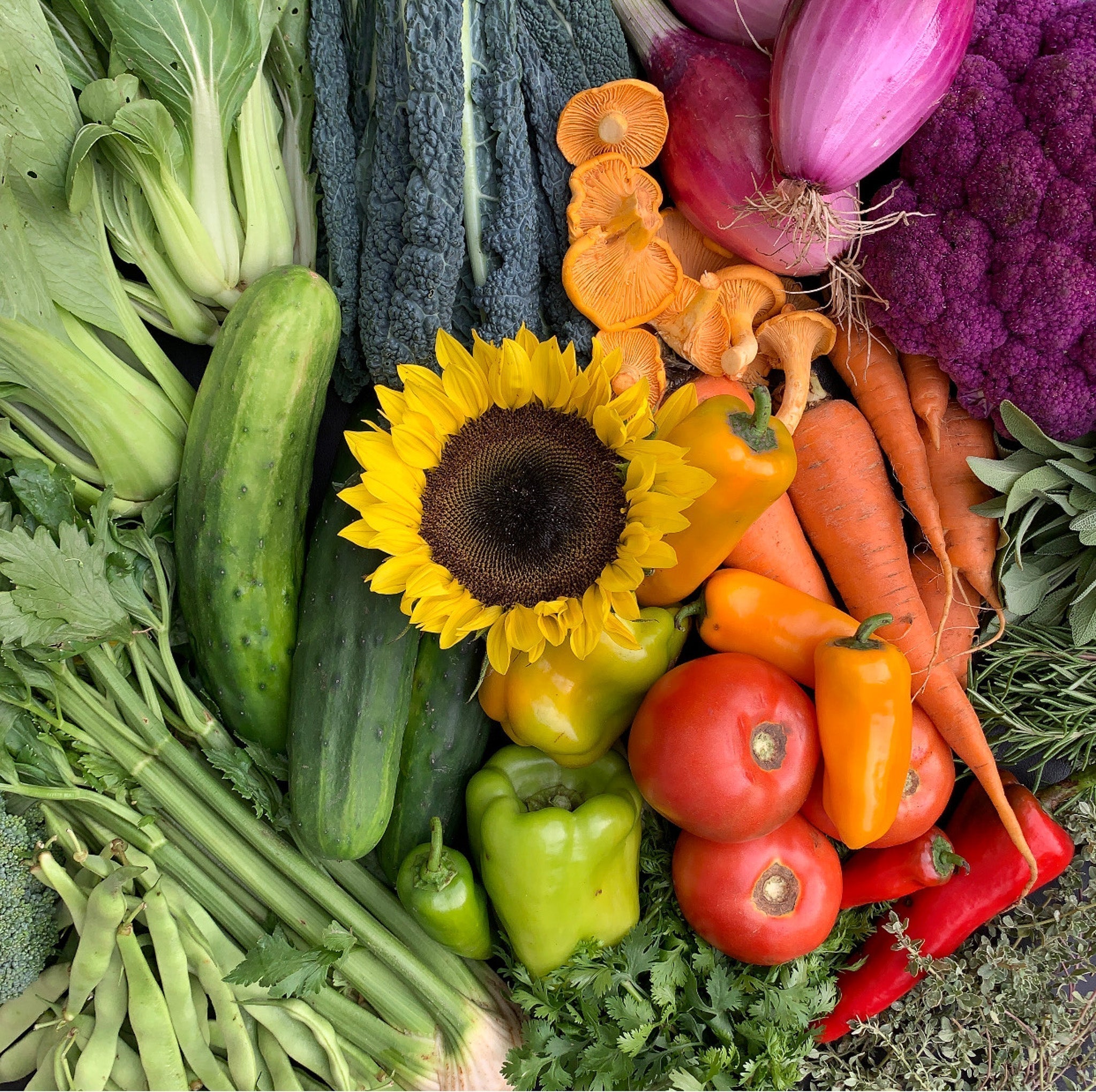CSA Newsletter #1 2026 - Update, benefits and get your knife ready!