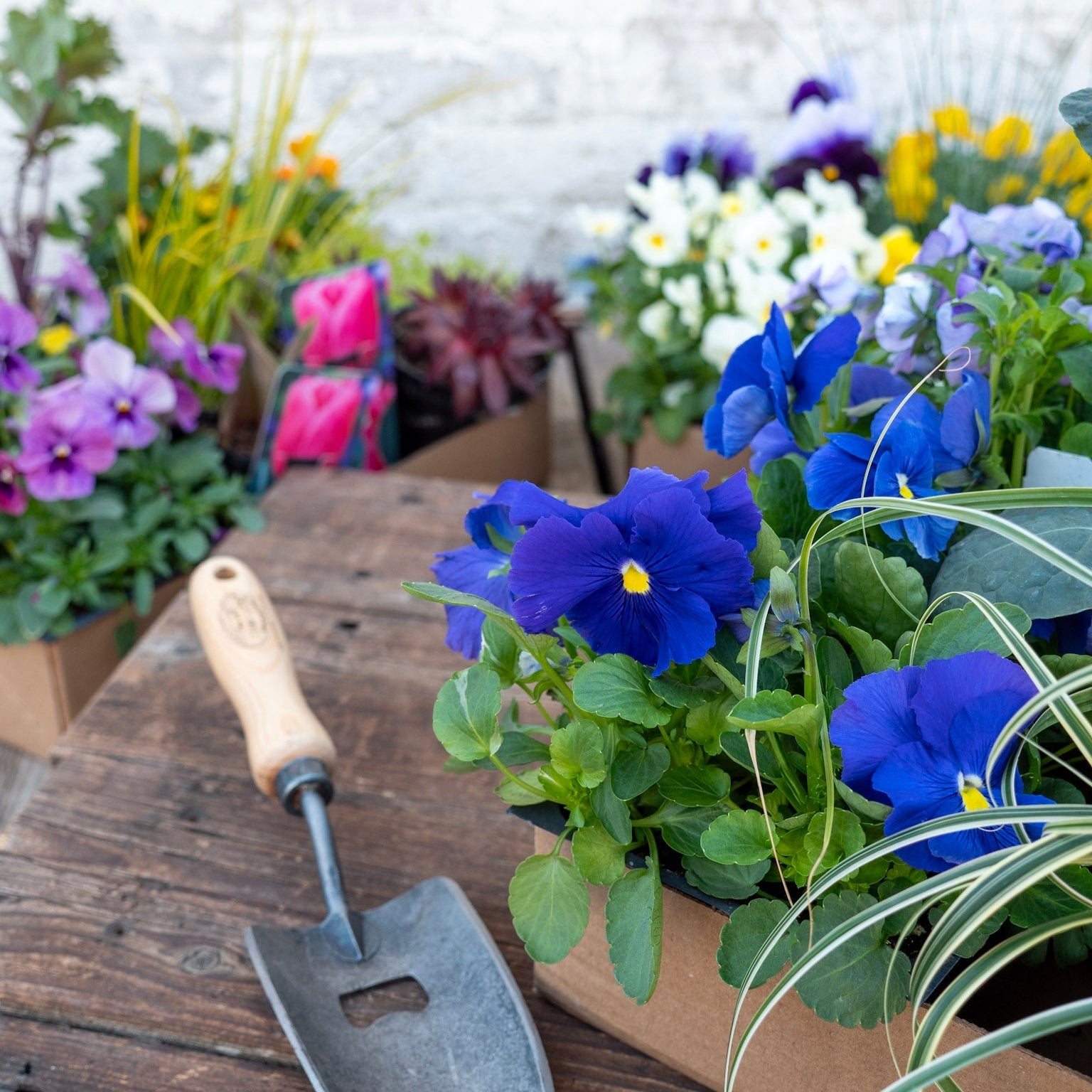 Spring Annuals & Accents