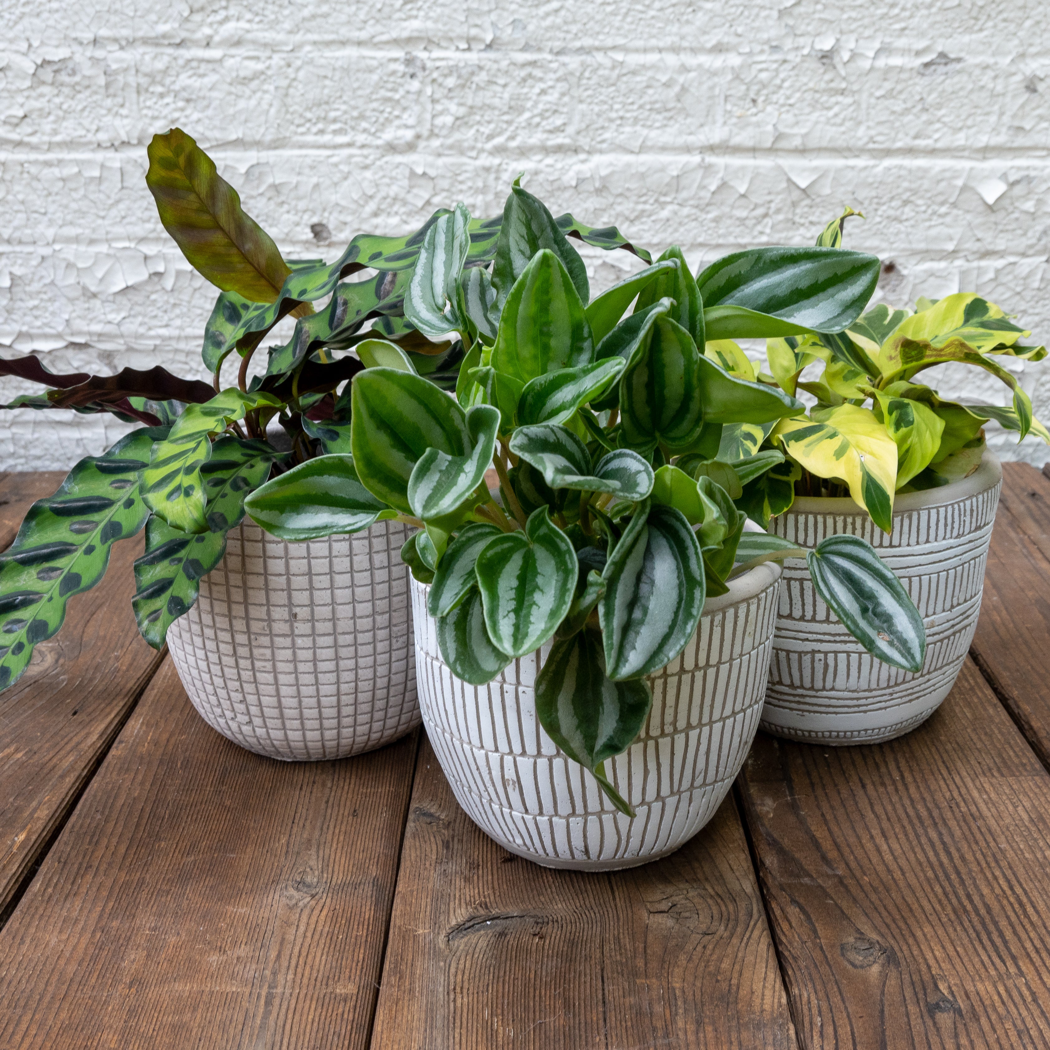 Pet Friendly Houseplants Gift Set – Tangletown Gardens